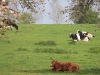 lebourg-vaches